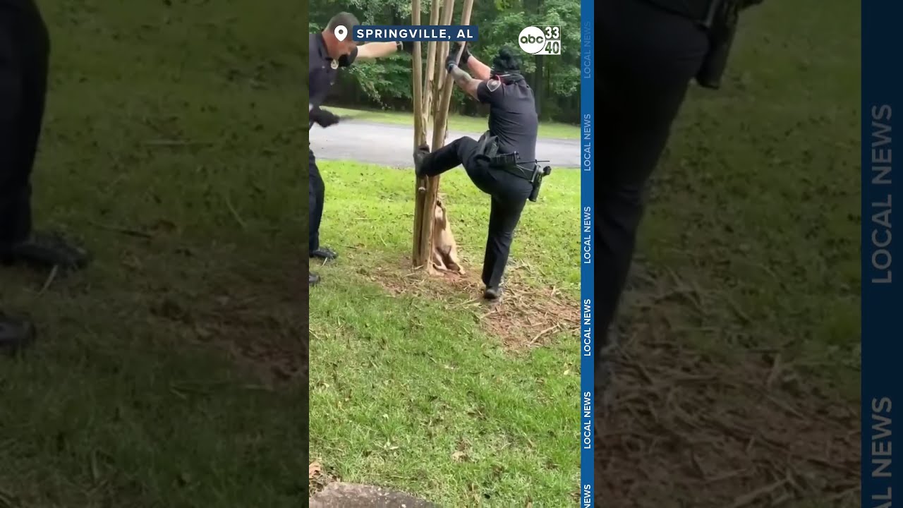  WATCH THIS Officers Lend A Hand To Help Coyote Stuck In Tree
