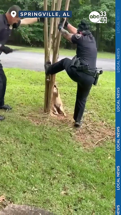 [WATCH THIS] : Officers lend a hand to help Coyote stuck in tree