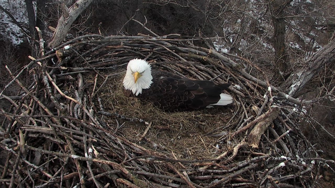 Eagle Cam 2015 - The Video