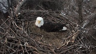 Eagle Cam 2015 - The Video