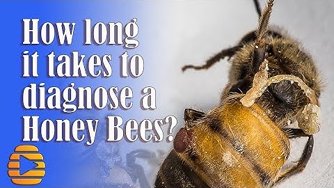 Honey bees samples sent for diagnostics at the USDA laboratory in beltsville.