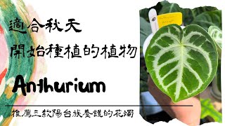 [CC字幕] 適合秋天開始種植的植物 | 便宜又美觀 推薦三款陽台族養護的花燭 火鶴 | 水晶花燭品項大公開 | 小室哲栽 | 假日農夫 EP9 | #圓葉花燭 #華麗花燭 #水晶花燭