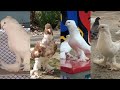 Андижанские голуби продам с 50 $ до 5 000 $  Асилхон_+99890 210 00 31 kabootar bazi pigeons