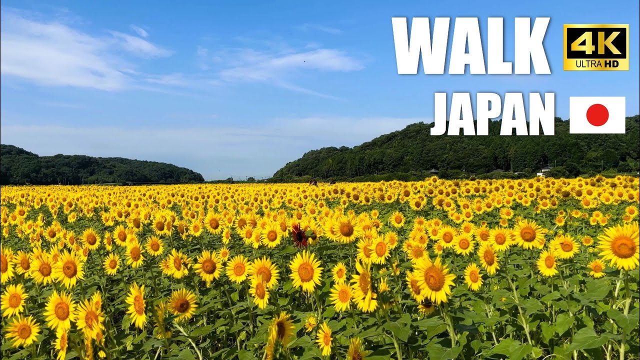 【Walking Tour 4K】Mashiko Sunflower Festival Walk, Tochigi, Japan (No BGM)