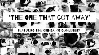 ‘The one that got away’ a guinea pig music edit (ft the guinea pig community) by Wolftime plus guineapigs 190 views 3 years ago 3 minutes, 42 seconds