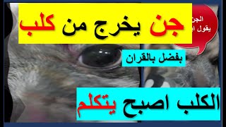 لا يصدق ? كلب ينطق بسبب جن شيطاني بعد تلاوة القران الكريم ?☢??