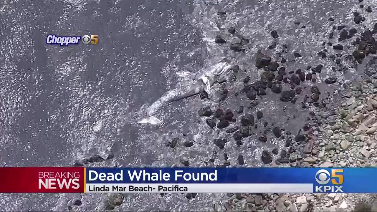 Dead Whale Washes Ashore In Pacifica - YouTube