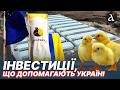 Нові пташники на Волині від Avesterra Group Дмитро Добкін планує інвестувати у птахівництво 300млн 