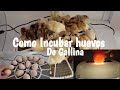 Como Incubar Huevos De Gallina En Una Incubadora Automatica