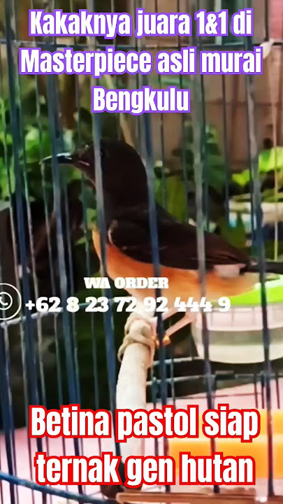 Kakaknya juara 1&1 di Masterpiece asli murai Bengkulu‼️betina ini bisa cetak anakan juara‼️