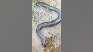 Con Rắn Này Cắn Có Nọc Độc Không #short