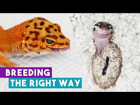 Video: Har leopardgekkoer brug for dug?