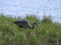 Great Blue Heron (Ardeidae: Ardea herodias) Hunting from Shore