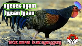 suara pikat ayam hutan ngekek keras 100% mendekat ..durasi panjang dan suara jernih