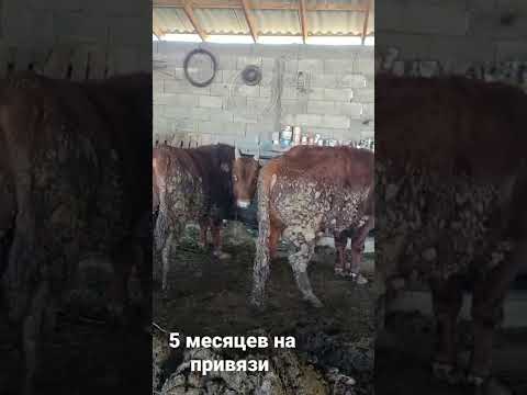 откорм КРС