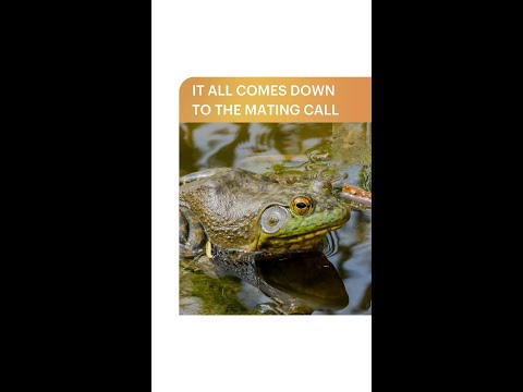 Why Frogs Sing to Find Love 🐸 | The Science of Frog Calls
