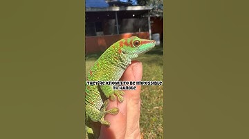 Handling a Giant Day Gecko is Impossible! #lizard #reptiles #shortsviral