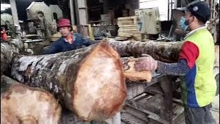 SAWMIL MALAYSIA II PENGGERGAJIAN KAYU GETAH YANG LEMBUT DAN PUTIH