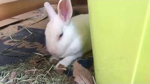 First Raspberry Pi project - AC Controller/Thermostat