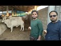 Welcome To My Cattle Farm | AR Maani