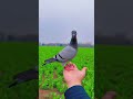 Training Young Racing Pigeons 🕊️ Outdoor Flying Practice 🌿 #pigeon #practice #birds