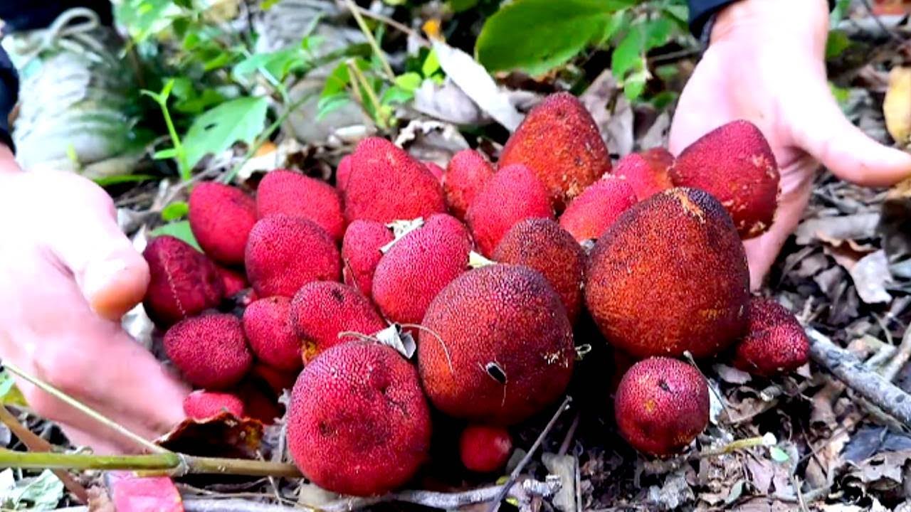 從來沒看過這麼大，這麼漂亮的回春草！太過癮了！#川農小韓 #mushroom #新鲜采摘 #food #美食 #田園生活 #eat