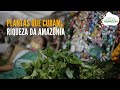 Plantas que curam: riqueza da Amazônia