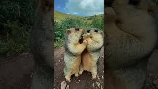 Cute wild animals bobak marmot  32 #marmot #animals #cute #wildanimals