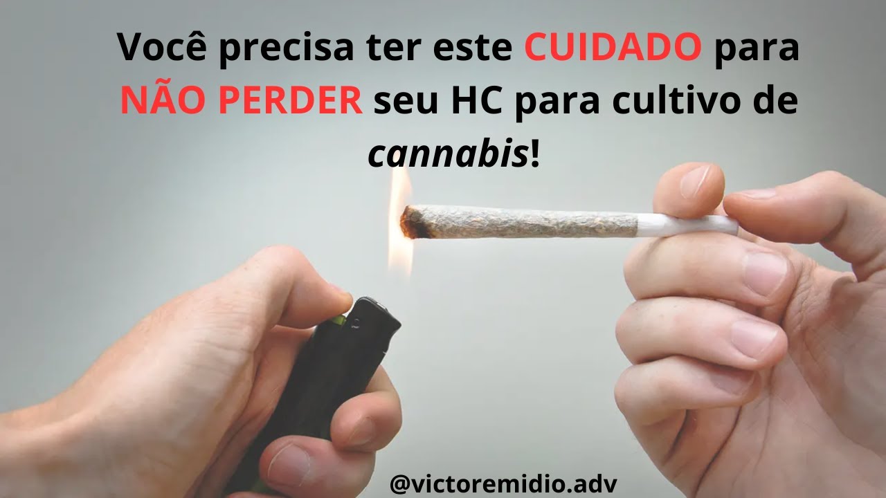 Cultivo Doméstico de Cannabis: POSSO COMPARTILHAR com familiares ou amigos? #cannabismedicinal