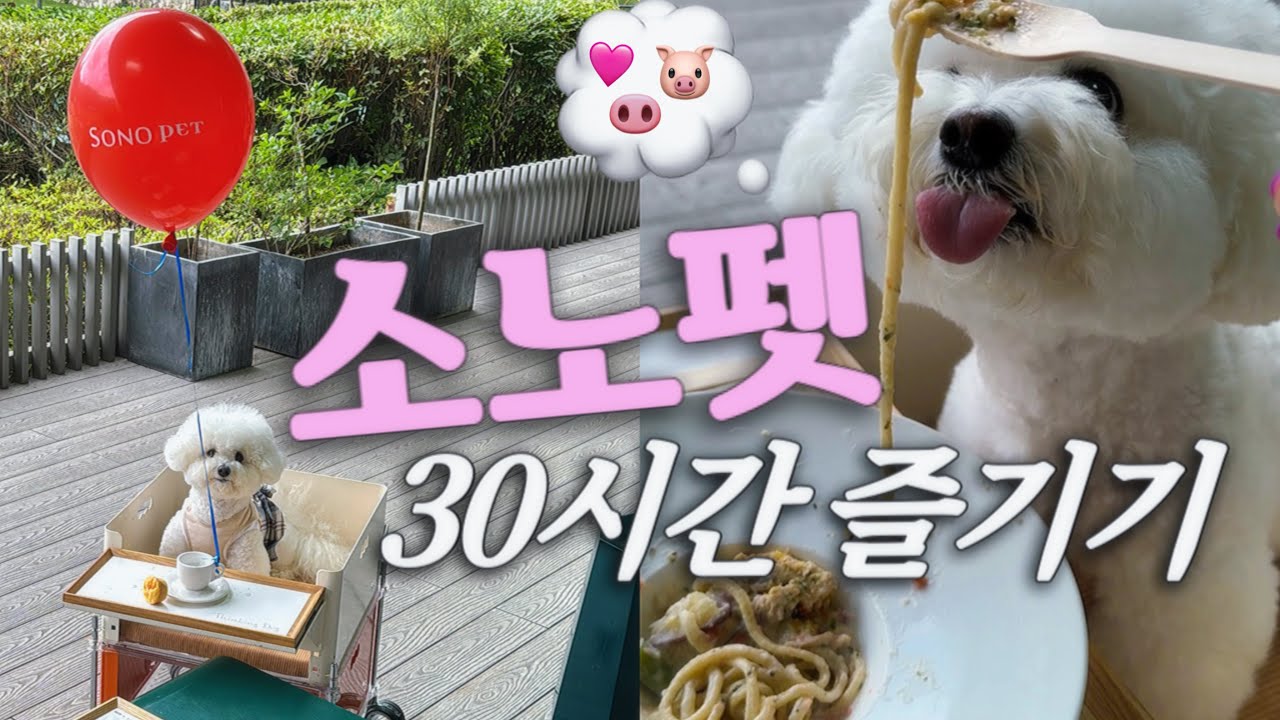 Vlog 소노펫 30시간 즐기기 │ 강원도 홍천 강아지동반 여행 맛집 카페 오션월드 비발디파크