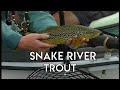 Snake River Trout | Fly Fishing Idaho