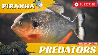 BEST AQUARIUM Red Bellied PIRANHA Fish Relaxing Nature Meditation Relaxation One Hour HD Sleep Music