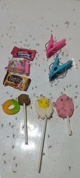 #the aroma immediately attracts ants #shorts