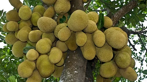 Quantos anos um pé de jaca dá fruto?