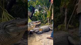COLOR TYPES OF CROCODILE ‼️😯#crocodile