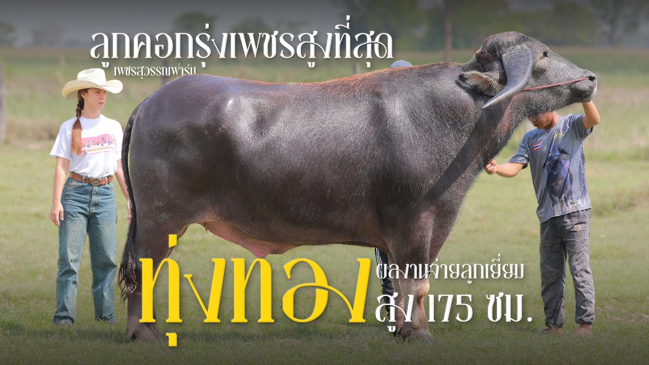 ทุ่งทอง ลูกรุ่งเพชรที่สูงที่สุด (ลูกคอกบ้านติ๊กฯ) ผลงานจ่ายลูกเยี่ยม โทร.091 149 6778 (เสี่ยหนึ่ง)