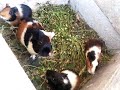 Guinea pig dance // la dance des cochon dinde d'afrique