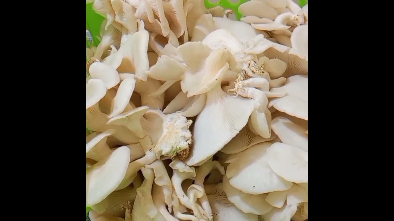 Dried Oysters Mushrooms