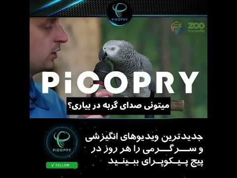 باهوش ترین کاسکو جهان