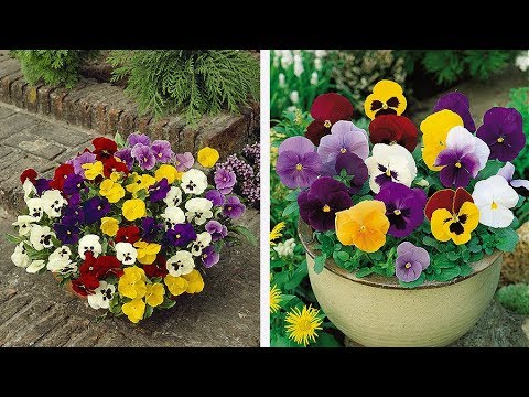 How to Plant Universal Pansies: Winter/Spring Guide