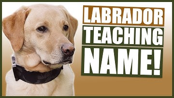 PUPPY TRAINING! Teaching Your LABRADOR Puppy Their Name