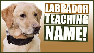 PUPPY TRAINING! Teaching Your LABRADOR Puppy Their Name