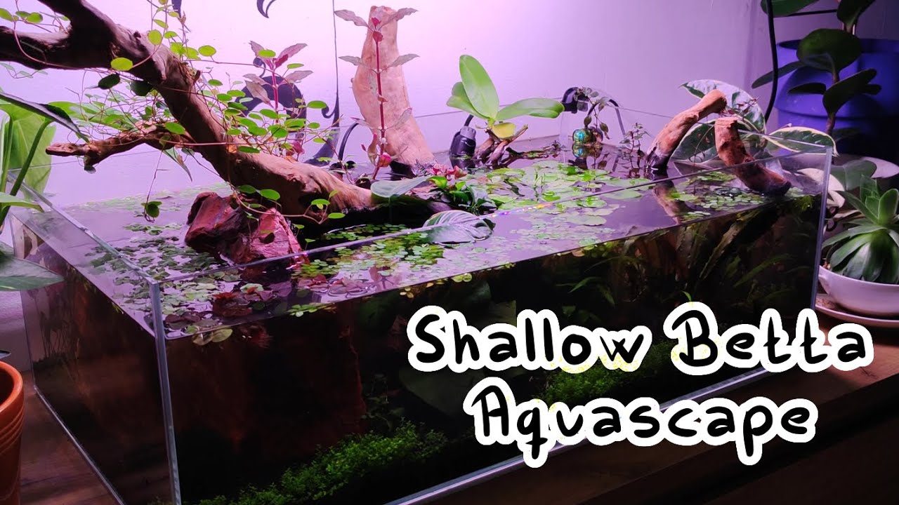Upgrading My Betta’s Home - Aquascape a shallow tank