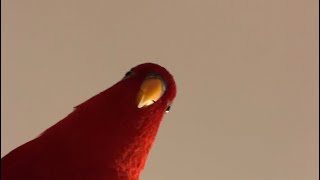 Red birbToday’s wuewuewuewue…