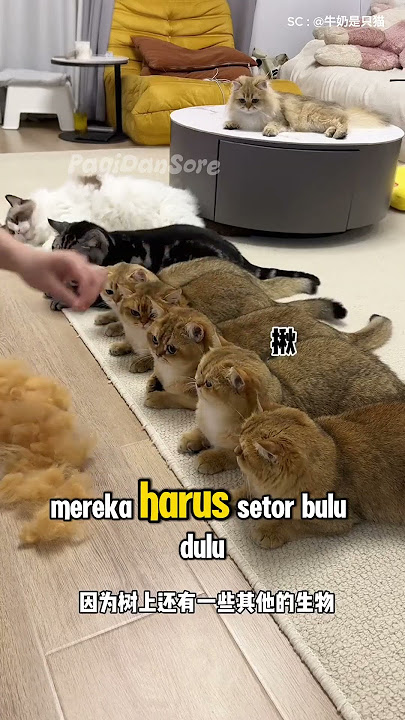 Rumah Baru Buat Para Anabul #shorts #kucing