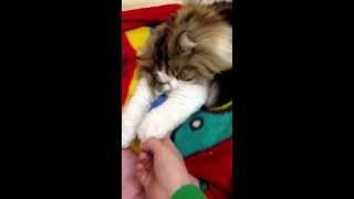 テト完全に寝落ち