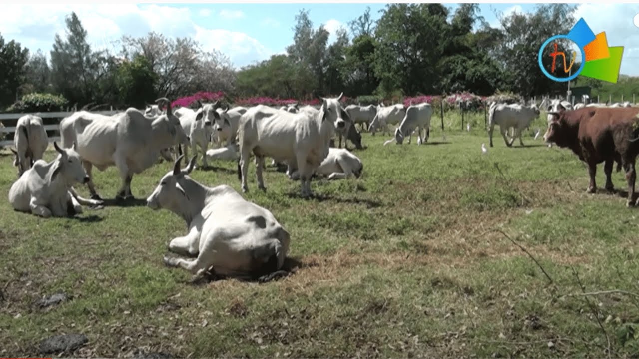 Voir revivre la tradition de Lavwa Bèf - Elevage bovins - Habitation Spourtoune