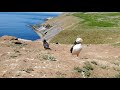 Puffin goes for a funny walk on skomer island