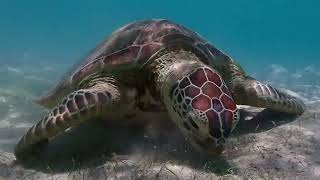 Days spent on Lizard Island Research Station, the Great Barrier Reef