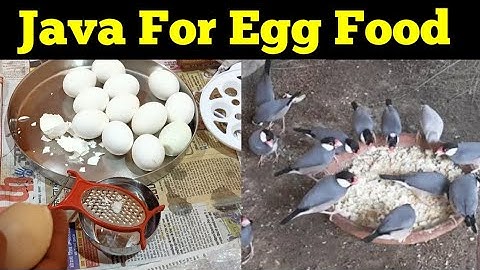 Egg Food for birds java,Finch,Bjri,love bird#egg food
